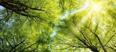 Bomen